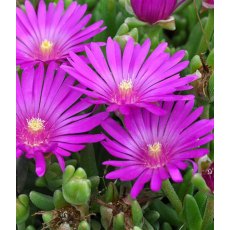 ALPINE Delosperma sutherlandii 1L ALPINE Delosperma sutherlandii 1L