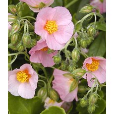 ALPINE Helianthemum 'Lawrenson's Pink' 1L ALPINE Helianthemum 'Lawrenson's Pink' 1L