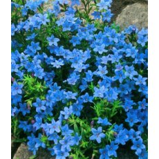 ALPINE Lithodora diffusa 'Heavenly Blue' 1L ALPINE Lithodora diffusa 'Heavenly Blue' 1L