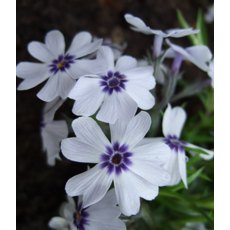 ALPINE Phlox subulata 'Bavaria' 1L ALPINE Phlox subulata 'Bavaria' 1L