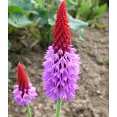 ALPINE Primula vialii 1L ALPINE Primula vialii 1L