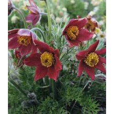 ALPINE Pulsatilla vulgaris 'Red' 1L ALPINE Pulsatilla vulgaris 'Red' 1L