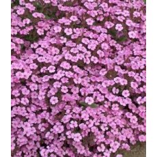 ALPINE Saponaria ocymoides 1L ALPINE Saponaria ocymoides 1L