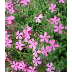 ALPINE Silene schafta 1L ALPINE Silene schafta 1L