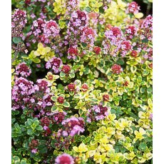 ALPINE Thymus 'Doone Valley' 1L ALPINE Thymus 'Doone Valley' 1L