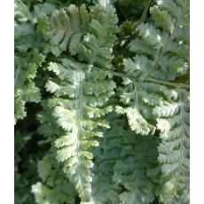 HARDY FERN Dryopteris dilatata 'Crispa Whiteside' 2L HARDY FERN Dryopteris dilatata 'Crispa Whiteside' 2L