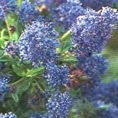Ceanothus 'Southmead' 3L Ceanothus 'Southmead' 3L