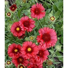 Gaillardia x grandiflora 'Burgunder' 2L Gaillardia x grandiflora 'Burgunder' 2L