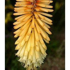Kniphofia 'Tawny King' 2L Kniphofia 'Tawny King' 2L