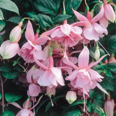 Fuchsia 'Pink Galore' (T) 10cm Fuchsia 'Pink Galore' (T) 10cm