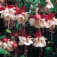 Fuchsia 'Swingtime' (T) 10cm Fuchsia 'Swingtime' (T) 10cm