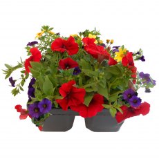 Garden Cocktail 'Kaleidoscope' Jumbo 6pk Garden Cocktail 'Kaleidoscope' Jumbo 6pk