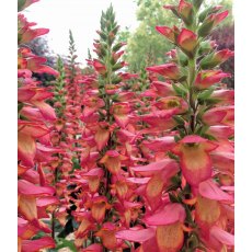 Digitalis x valinii Illumination Flame 2L Digitalis x valinii Illumination Flame 2L