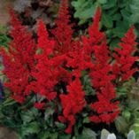 Astilbe 'Fanal' (x arendsii) 3L Astilbe 'Fanal' (x arendsii) 3L