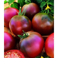 Tomato 'Black Russian' 8.5cm Tomato 'Black Russian' 8.5cm