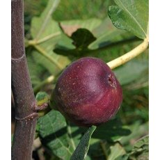 Ficus carica 'Rouge De Bordeaux' 3L Ficus carica 'Rouge De Bordeaux' 3L