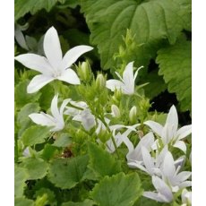 ALPINE Campanula poscharskyana 'E.H.Frost' 9cm ALPINE Campanula poscharskyana 'E.H.Frost' 9cm