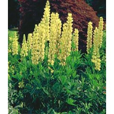 Lupinus 'Chandelier' 2L Lupinus 'Chandelier' 2L