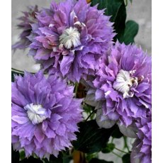 Clematis 'Diamantina' (Evipo039) 3L BLUE Clematis 'Diamantina' (Evipo039) 3L BLUE