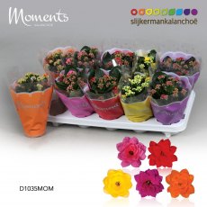 Kalanchoe Moments (Mixed colours) 10.5cm Kalanchoe Moments (Mixed colours) 10.5cm
