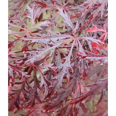 Acer palmatum var. dissectum 'Garnet' 3L Acer palmatum var. dissectum 'Garnet' 3L