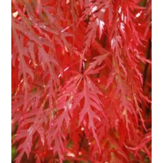 Acer palmatum var. dissectum 'Orangeola' 3L Acer palmatum var. dissectum 'Orangeola' 3L