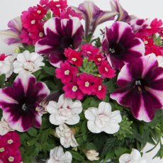 Trixi 'Amarena Cream' 1L Trixi 'Amarena Cream' 1L