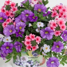 Trixi 'Blueberry Parfait' 1L Trixi 'Blueberry Parfait' 1L