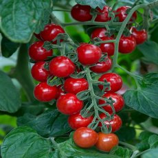 Tomato 'Cherry Baby' 9cm Tomato 'Cherry Baby' 9cm
