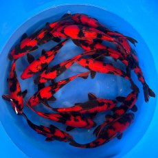 JAPANESE KOI Hi-Utsuri 5-6" JAPANESE KOI Hi-Utsuri 5-6"