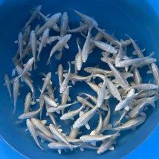 JAPANESE KOI Platinum Ogon 5-6" JAPANESE KOI Platinum Ogon 5-6"