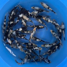 JAPANESE KOI Shiro Utsuri JAPANESE KOI Shiro Utsuri