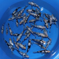 JAPANESE KOI Shiro Utsuri JAPANESE KOI Shiro Utsuri