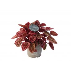 Peperomia cap Quito 12cm Peperomia cap Quito 12cm