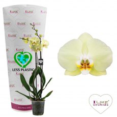 Phalaenopsis 'Golden Coin' 2t 16+ 12cm Phalaenopsis 'Golden Coin' 2t 16+ 12cm