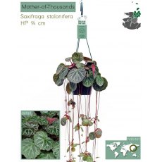 Saxifraga Stolonifera hanging 14cm Saxifraga Stolonifera hanging 14cm