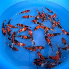 JAPANESE KOI Go-Sanke Mixed 7-8" JAPANESE KOI Go-Sanke Mixed 7-8"