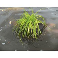 PONDXPERT Floating Planter Round 35cm PONDXPERT Floating Planter Round 35cm