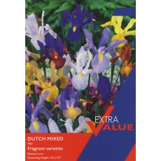 TAYLORS Iris Dutch Mixed TAYLORS Iris Dutch Mixed