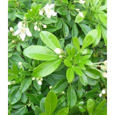 Choisya ternata 2L Choisya ternata 2L