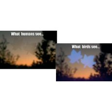 Window Alert - Maple Leaf - Pack of 4 stickers Window Alert - Maple Leaf - Pack of 4 stickers