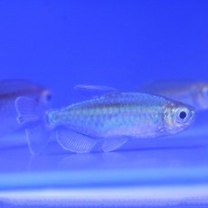 TETRAS Congo TETRAS Congo