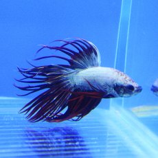 SIAMESE FIGHTER Crowntail Betta Dragon Male SIAMESE FIGHTER Crowntail Betta Dragon Male