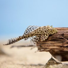 CATFISH Gibbiceps Pleco CATFISH Gibbiceps Pleco