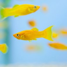 MOLLY Gold Lyretail MOLLY Gold Lyretail