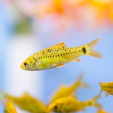 BARBS Golden BARBS Golden