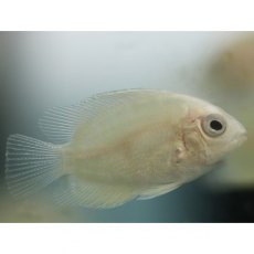 CICHLIDS Golden Severum CICHLIDS Golden Severum