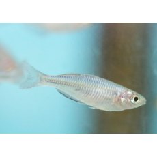 RAINBOWS Melanotaenia Boesmani RAINBOWS Melanotaenia Boesmani