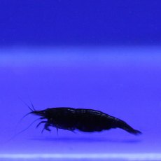 CRUSTACEANS Shrimp Midnight Chocolate CRUSTACEANS Shrimp Midnight Chocolate