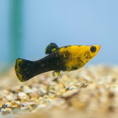 MOLLY Panda MOLLY Panda